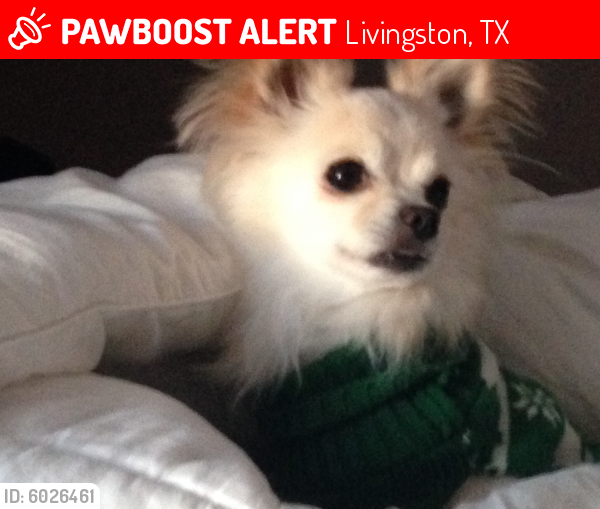 Lost Male Dog last seen Livingston TX, Livingston, TX 77351