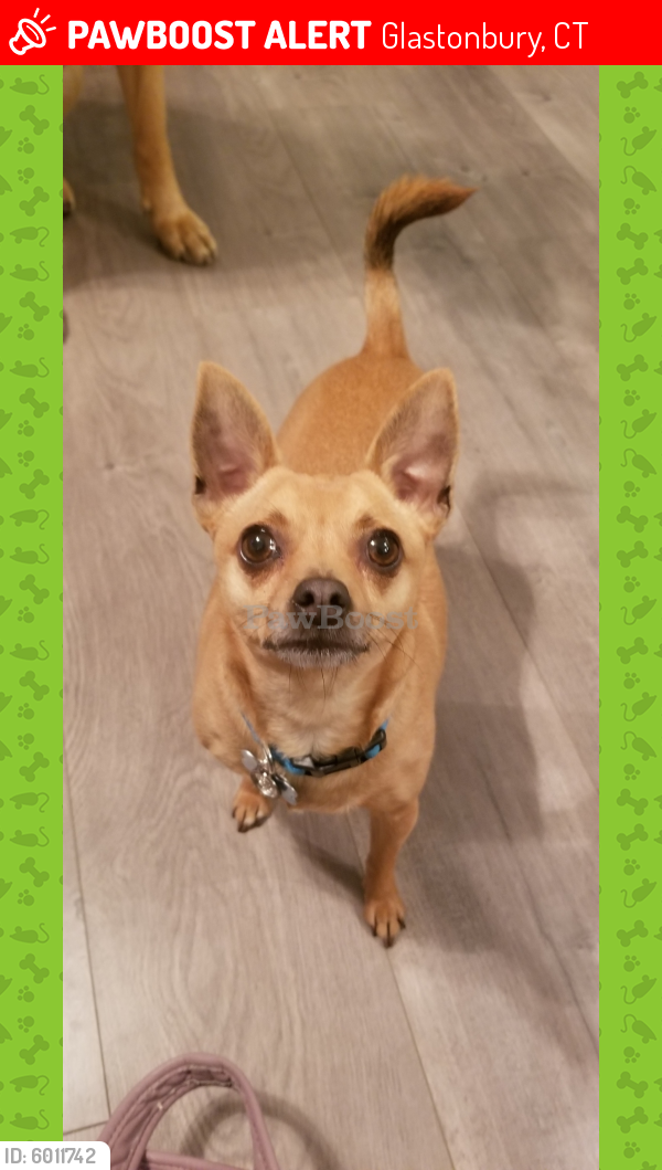 Lost Male Dog last seen Great Swamp rd, Glastonbury, CT 06033