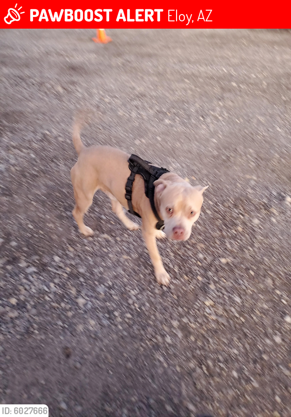 Lost Male Dog last seen Flying J in Eloy, Az, Eloy, AZ 85131