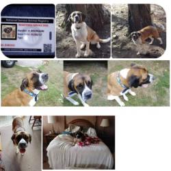 Reunited Female Dog last seen 110th Ave E Graham, WA 98338, Graham, WA 98338