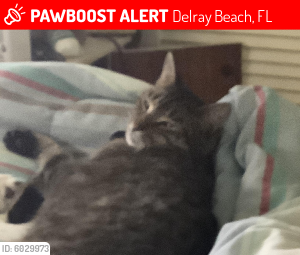 Lost Male Cat last seen Near bond way, Delray Beach, FL 33483