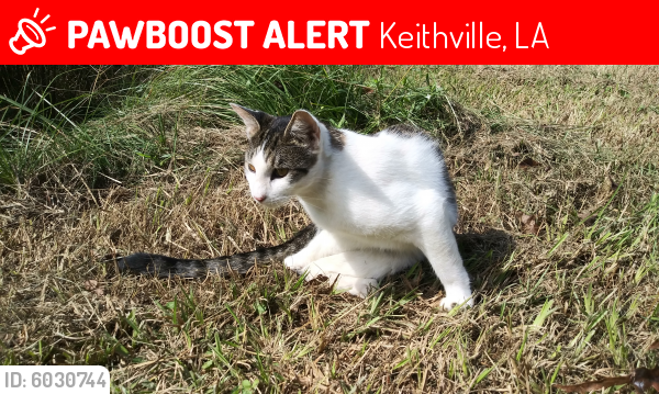 Lost Male Cat last seen Springhaven neigborhood, Keithville, LA 71047