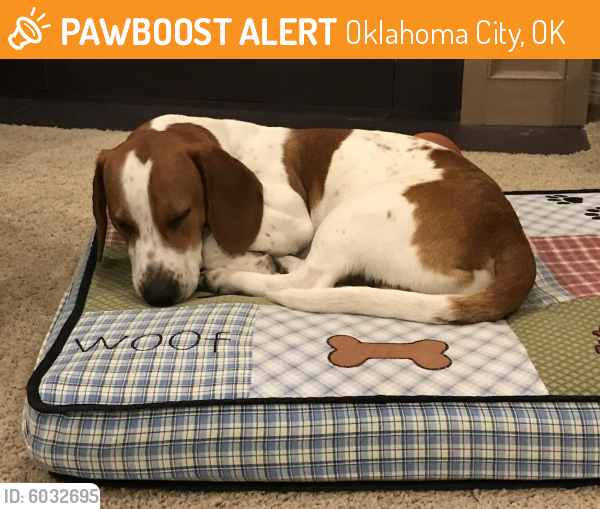 Found/Stray Male Dog last seen Nw 15th and Robinson, Oklahoma City, OK 73103