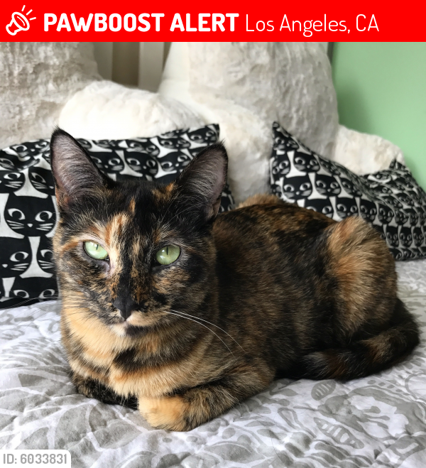 Lost Female Cat last seen Killion st and Camellia off of Burbank blvd, Los Angeles, CA 91601