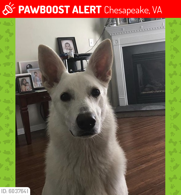 Lost Female Dog last seen Winery Dr., Chesapeake, VA 23321