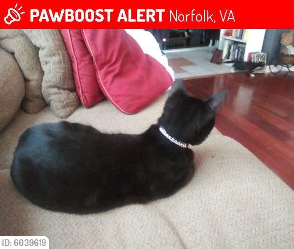Lost Male Cat last seen Kingston ave. in oceanview norfolk, va, Norfolk, VA 23503