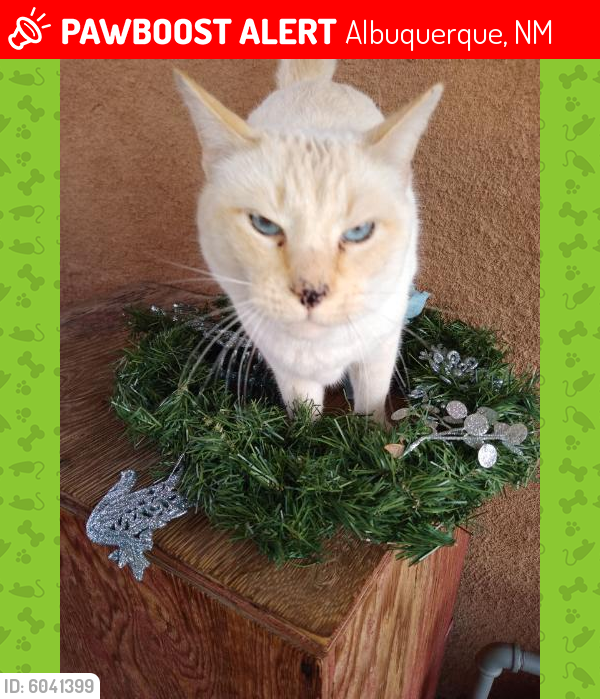 Lost Male Cat last seen Alvarado Drive SE/ Southern Avenue SE, Albuquerque, NM 87108