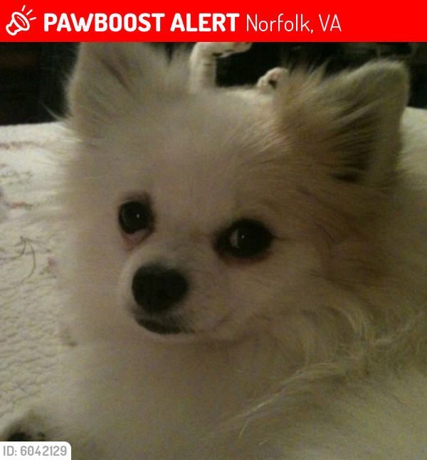 Lost Female Dog last seen Near Saber Rd. Norfolk, VA , Norfolk, VA 23510