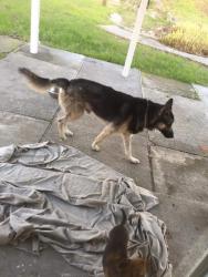 Reunited Male Dog last seen Mini drive vallejo, Vallejo, CA 94589