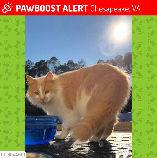 Lost Male Cat last seen Hillcrest Pkwy and Battlefield Blvd, Chesapeake, VA 23322