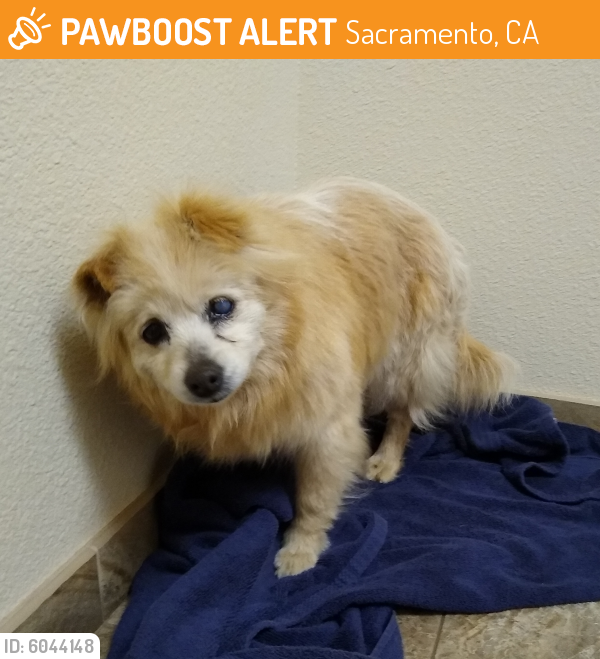 Rehomed Female Dog last seen 44th Street by Oak Park Sacramento, Sacramento, CA 95820