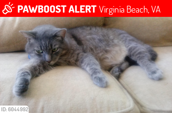 Lost Male Cat last seen Great Neck Manor, Virginia Beach, VA 23454