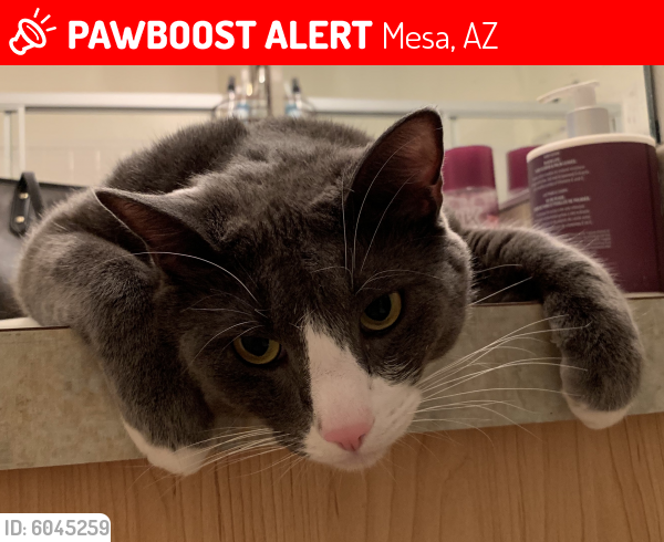 Lost Male Cat last seen University Drive by Ellsworth RD, Mesa, AZ 85207