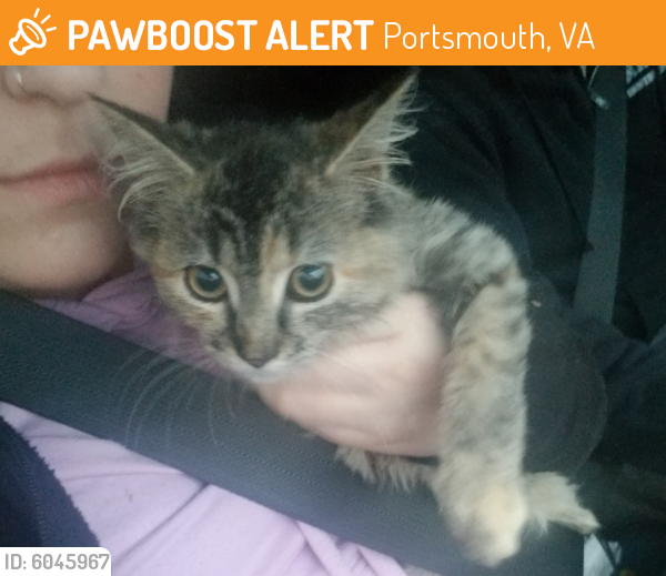 Found/Stray Female Cat last seen Des Moines Ave in Portsmouth, Portsmouth, VA 23704