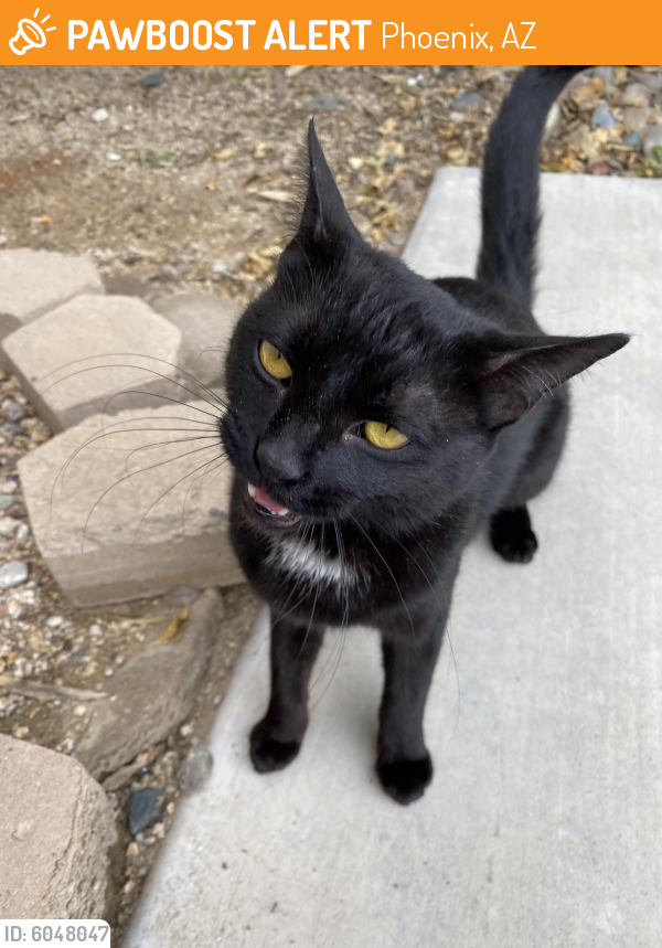 Found/Stray Unknown Cat last seen 51st ave and baseline , Phoenix, AZ 85339