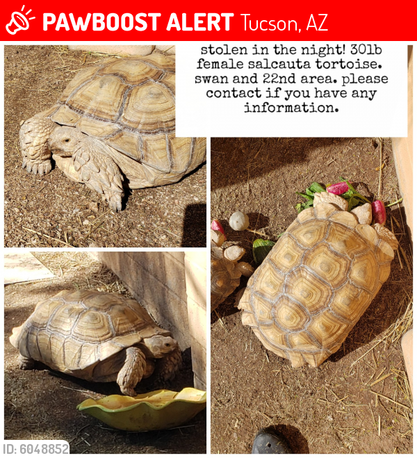 Tucson, AZ Lost Female Reptile, Zena Is Missing | PawBoost