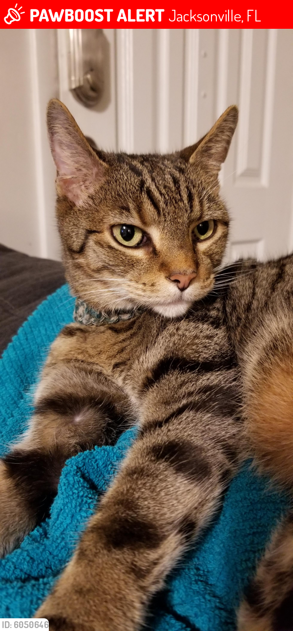 Lost Male Cat in Jacksonville, FL 32277 Named Fenton (ID 6050646