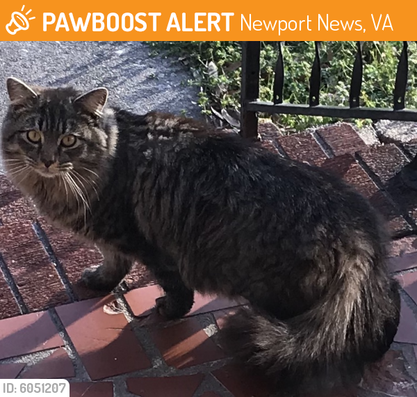 Found/Stray Female Cat last seen Colberts lane near Riverside Brentwood Medical Center, Newport News, VA 23601