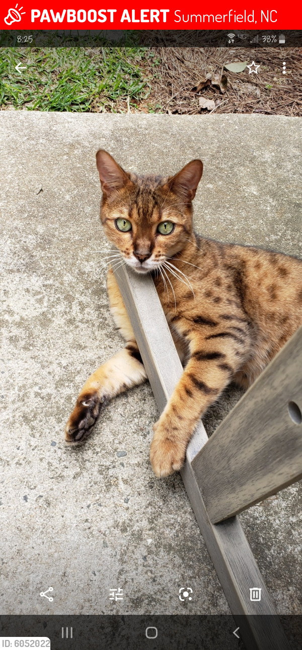 Lost Male Cat in Summerfield, NC 27358 Named Niko (ID 6052022) PawBoost
