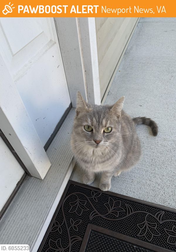 Surrendered Female Cat last seen Cheyenne Dr, Newport News, VA 23608