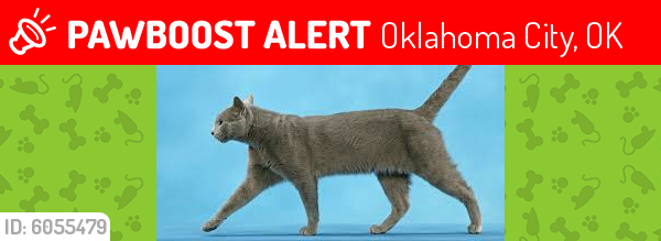 Lost Female Cat last seen SW 91ST AND FAIRVIEW DR, OKC 73159, Oklahoma City, OK 73159