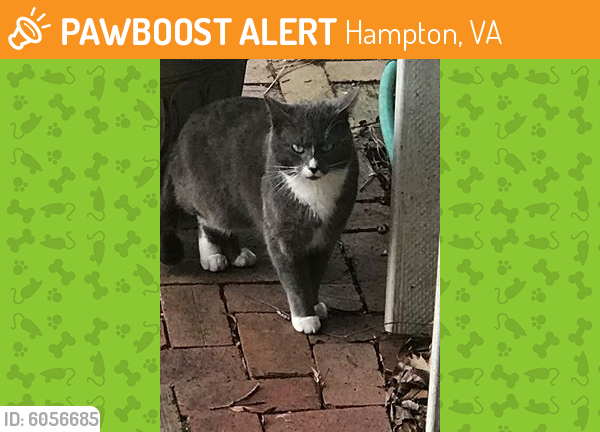 Found/Stray Unknown Cat last seen Farmington Neighborhood, Hampton, VA 23669