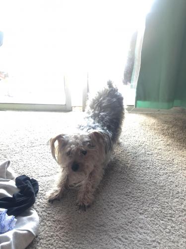 Lost Male Dog last seen Near meeting street unit 116 west Chester ohio, West Chester Township, OH 45069