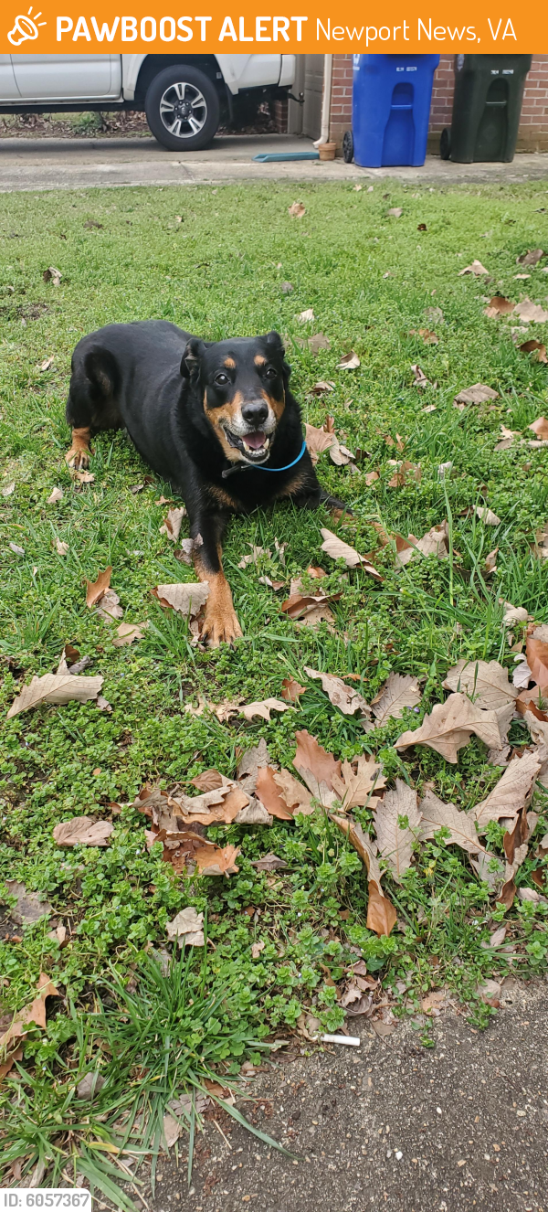 Found/Stray Male Dog last seen Greenwich Ln, Newport News, VA 23601