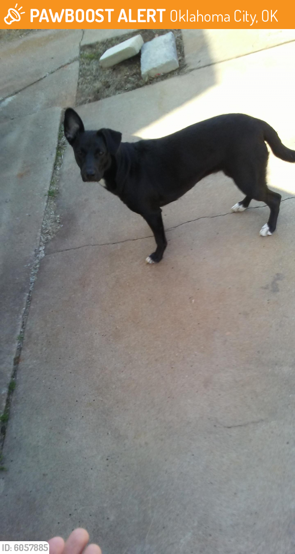 Found/Stray Female Dog last seen Southwest 52 st, Oklahoma City, OK 73119