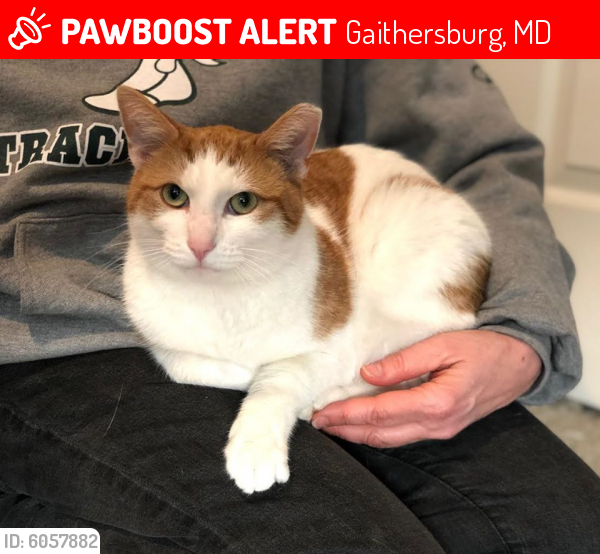 Lost Male Cat last seen Park Ave & Brookes Ave (Old Towne Gaithersburg area), Gaithersburg, MD 20877