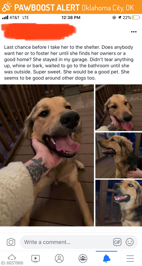 Found/Stray Female Dog last seen Nw 32nd st and n Virginia Ave , Oklahoma City, OK 73118