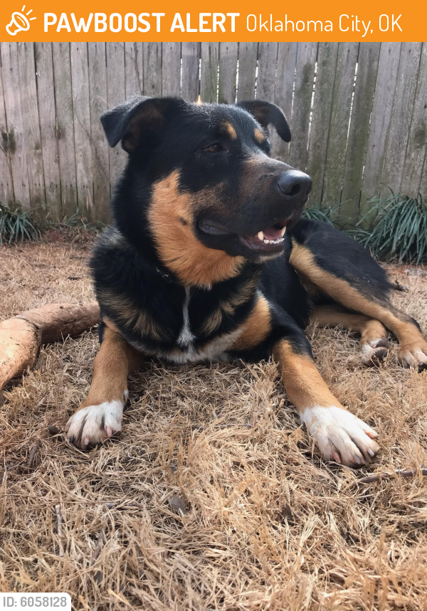 Found/Stray Male Dog last seen Douglas Park, Oklahoma City, OK 73118