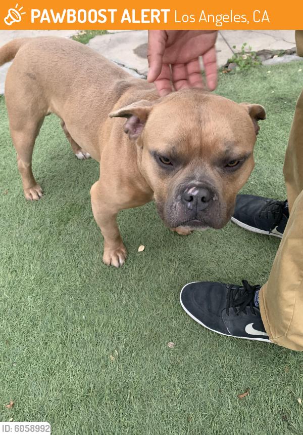 Rehomed Male Dog last seen 54th and 5th Avenue, Los Angeles, CA 90043