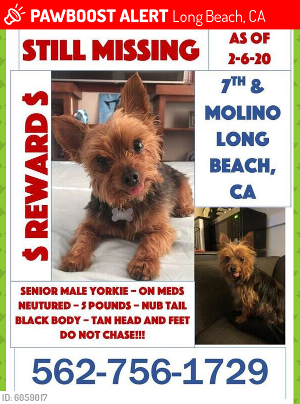 Lost Male Dog last seen Molina 7th st, Long Beach, CA 90802