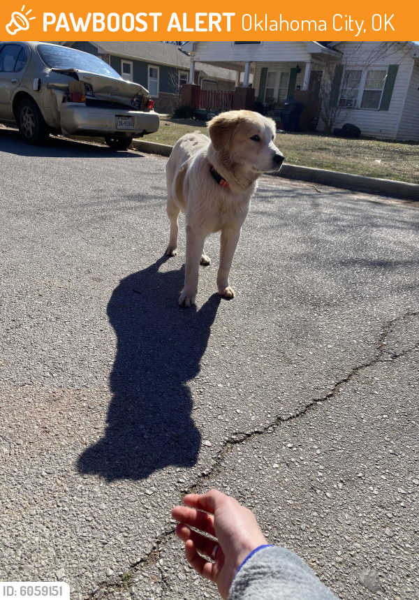 Found/Stray Unknown Dog last seen NW 33rd and McKinley Ave , Oklahoma City, OK 73118