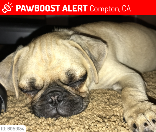 Lost Male Dog last seen N rose st and e elm st, Compton, CA 90221