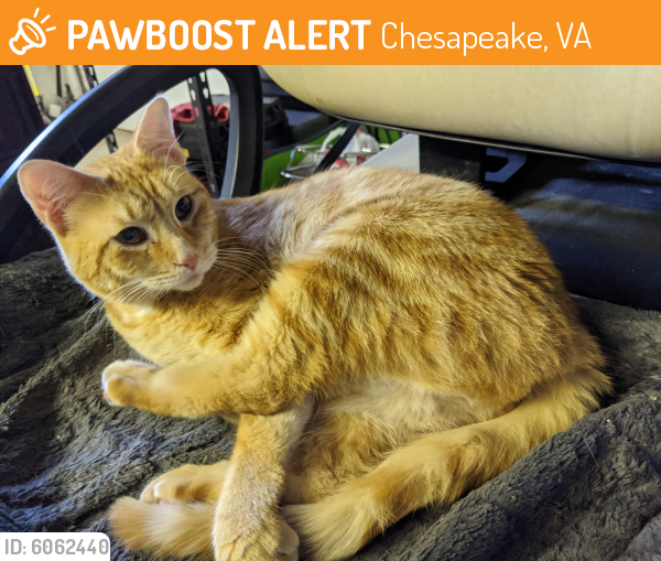 Rehomed Unknown Cat last seen Las gaviotas, Chesapeake, VA 23322