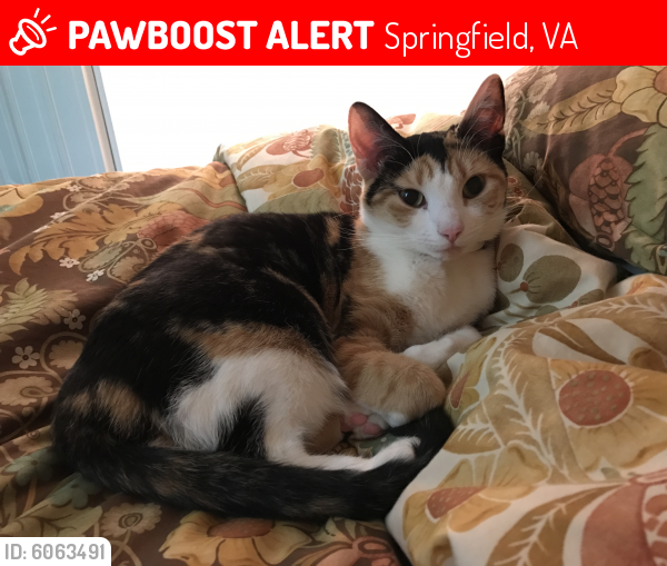 Lost Female Cat last seen Near Inzer Street, Springfield, VA 22151, Springfield, VA 22151