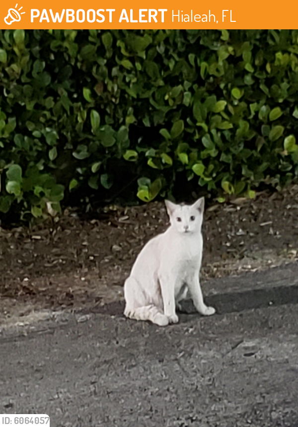 Rehomed Female Cat last seen Mcdonalds Hialeah Gardens Blvd, Hialeah, FL 33018