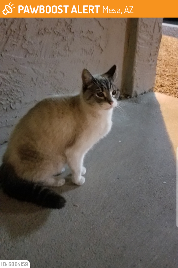 Found/Stray Female Cat last seen Country Club and Guadalupe Rd, Mesa, AZ 85210