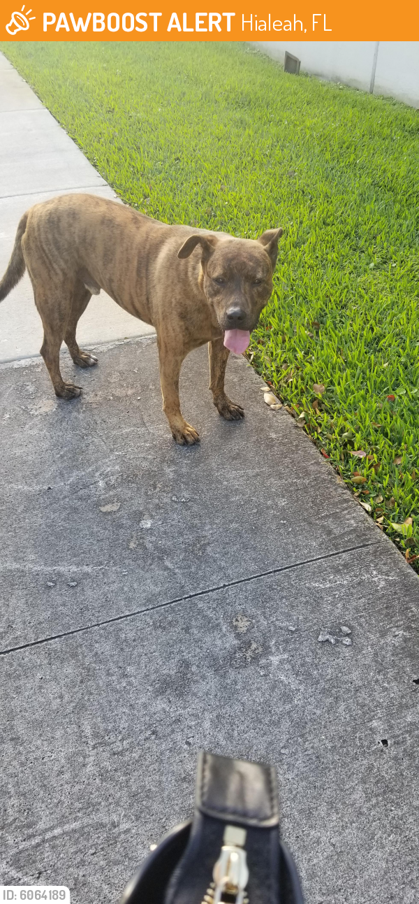 Found/Stray Male Dog last seen Near W 84 street hialeah fl, Hialeah, FL 33018