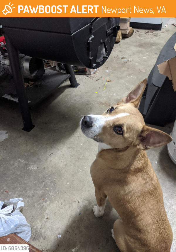 Found/Stray Male Dog last seen Near Alexander drive 23602, Newport News, VA 23602