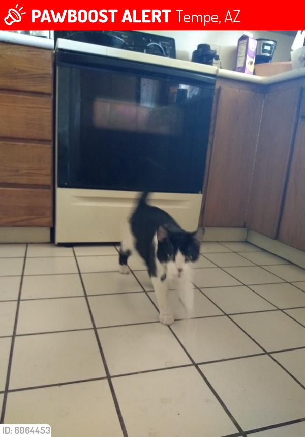 Lost Male Cat last seen Southern and Terrace Rd., Tempe, AZ 85282