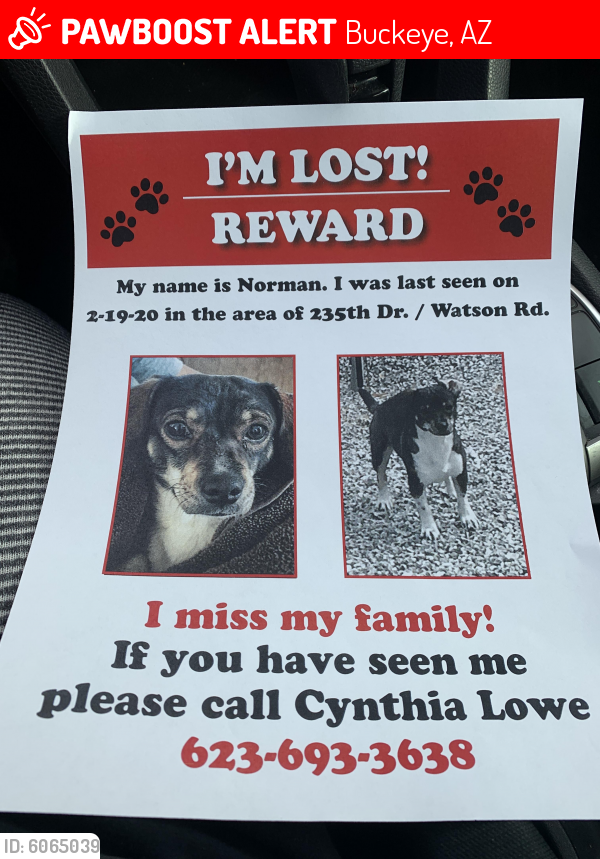 Lost Male Dog last seen Watson and Southern , Buckeye, AZ 85326