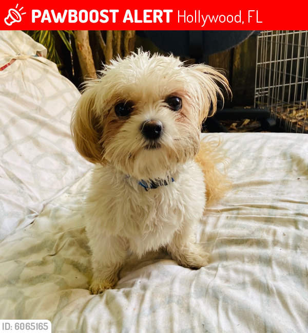 Lost Female Dog last seen Near Coolidge st., Hollywood, FL 33020