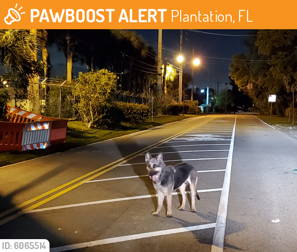 Found/Stray Unknown Dog last seen Near empty lot by Renaissance Charter School at Plantation and around Plantation wastewater plant , Plantation, FL 33313