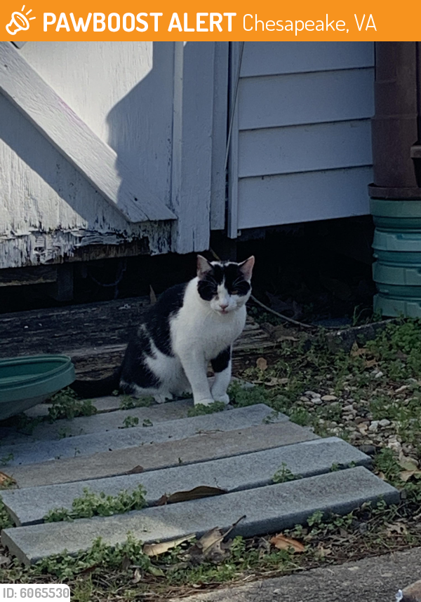 Found/Stray Unknown Cat last seen North Crestline & Sale Dr, Chesapeake, VA 23323
