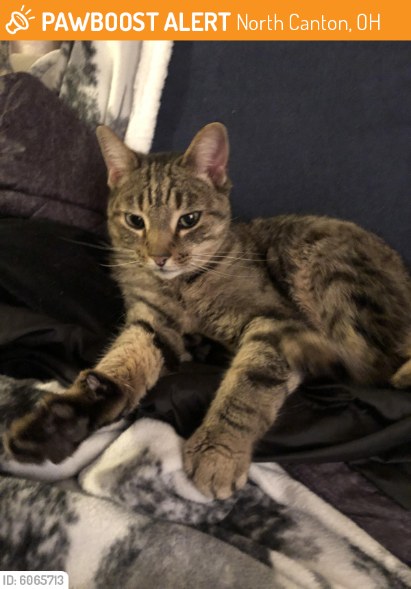 North Canton, OH Stray Male Cat Found Near AkronCanton Airport PawBoost