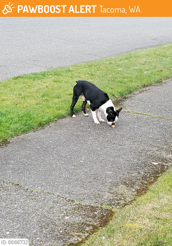 WA Stray Male Dog Found Near Fawcett elementary school PawBoost