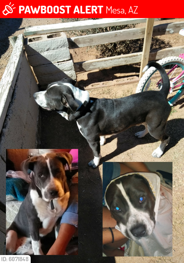 Lost Male Dog last seen Oak st & Harris Rd. On the srpmic reservation, Mesa, AZ 85203